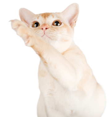 Birmanya kremalı kedisi şeffaf arka planda ve kaldırılmış pençeli. Reklamcılık için soylu bir kedi.