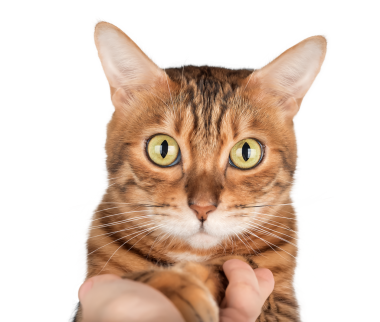 Ön manzara. Bengal kedisi insan avucuna pençe koyuyor.