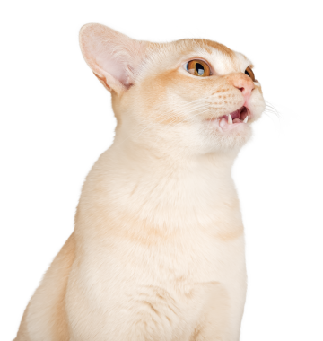 Şeffaf arka planı açık ağızlı Birmanya kremalı kedisinin portresi. Reklamcılık için ev kedisi.