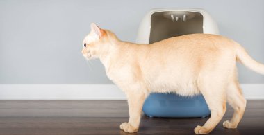 Şirin Birmanya kedisi odada plastik sepetin yanında oturuyor. Hayvan bakımı, kedi hijyeni ve evde hayvanlarla yaşamak. Doğal ışık.