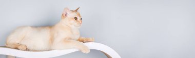 Rafta yatan Birmanya kedisi ya da karton kedi kaşıyıcısı. İyi istirahat eden safkan kediler. Boşluğu kopyala.