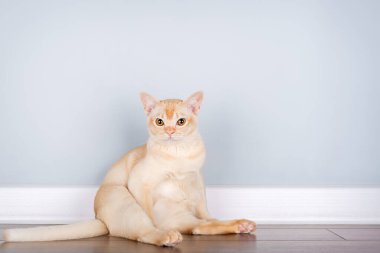 Kremalı Birmanya kedisi yerde, temiz mavi bir duvarın karşısında oturuyor ve bir sürü kopya alanı var. Evcil hayvan ürünleri reklamları, hayvan bakımı kampanyaları ya da iç tasarım konseptleri için mükemmel minimalist kompozisyon. Boşluğu kopyala.