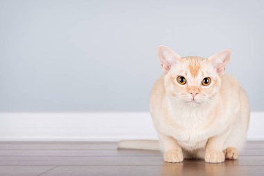 Kremalı Birmanya kedisi yerde, temiz mavi bir duvarın karşısında oturuyor ve bir sürü kopya alanı var. Evcil hayvan ürünleri reklamları, hayvan bakımı kampanyaları ya da iç tasarım konseptleri için mükemmel minimalist kompozisyon. Boşluğu kopyala.