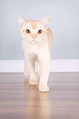Krem renkli bir Avrupalı Birman kedisi, koridorda minimalist mavi bir duvara doğru yürüyor. Safkan kedi (bir soyağacı Burmalı), zarif, kısa saçlı paltosunu ve tuhaf ifadesini sergileyerek hareket halinde yakalanır..