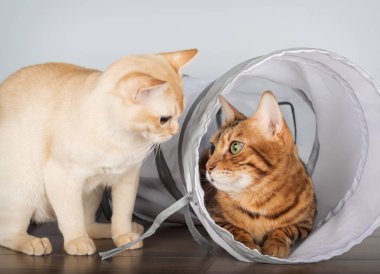 İki safkan kedi, bir Birmanyalı ve bir Bengal, mavi duvarlı açık minimalist bir iç mekanda beyaz bir kedi tüneli ile oynuyorlar. Bir kedi tünelin içinde oturur, diğeri içine bakar, sevimli ve dinamik bir sahne yaratır..