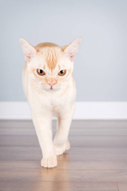 Krem renkli bir Avrupalı Birman kedisi, koridorda minimalist mavi bir duvara doğru yürüyor. Safkan kedi (bir soyağacı Burmalı), zarif, kısa saçlı paltosunu ve tuhaf ifadesini sergileyerek hareket halinde yakalanır..
