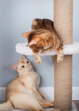 Birmanya ve Bengal kedileri oturma odasındaki tırmalama direğinde dinleniyorlar. İki safkan kedi iç mekanda etkileşime girer..