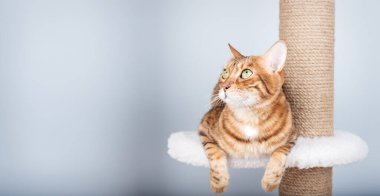 Güzel bir Bengal kedisi modern, çok katlı bir tırmalama direğinde rahatlar. Mavi duvarlı minimalist iç mekan evcil hayvan ürünleri için mükemmel bir zemin oluşturuyor..