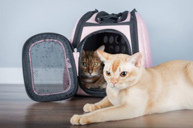 Güzel Bengal kedisi, havalı bir evcil hayvan taşıyıcısının içinde, mavi duvara yaslanmış bir şekilde. Hayvan gezisi için mükemmel aksesuarlar, evcil hayvan malzemeleri markalaşması ya da konforlu ev dekorasyonu.