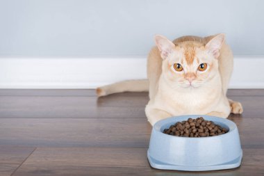 Şirin Birmanya kedisi, minimalist bir iç mekanın arka planında iştahı olan bir kaseden kuru yiyecekler yer. Kedi mamasının reklam arkaplanı, kopyalama alanı.