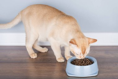 Şirin Birmanya kedisi, minimalist bir iç mekanın arka planında iştahı olan bir kaseden kuru yiyecekler yer. Kedi mamasının reklam arkaplanı, kopyalama alanı.