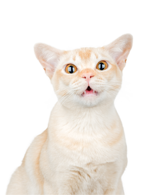 Şeffaf bir arka planda açık gözlü ve ağzı olan Birmanya kedisi.