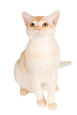 Birmanya kremalı kedisi şeffaf bir arka planda tam boy