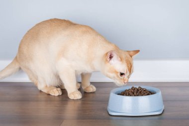 Şirin Birmanya kedisi, minimalist bir iç mekanın arka planında iştahı olan bir kaseden kuru yiyecekler yer. Kedi mamasının reklam arkaplanı, kopyalama alanı.