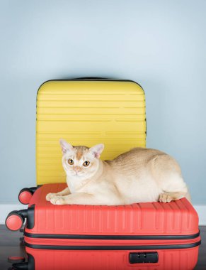 Birmanya kedisi minimalist bir iç mekanda bir seyahat çantasının üzerinde oturuyor. Evcil hayvan konseptiyle seyahat etmek.