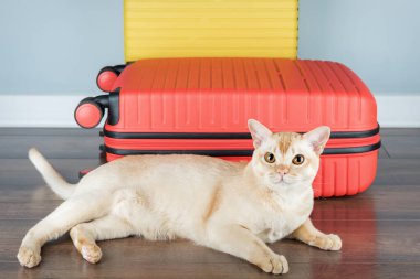 Birmanya kedisi minimalist bir iç mekanda bir seyahat çantasının üzerinde oturuyor. Evcil hayvan konseptiyle seyahat etmek.