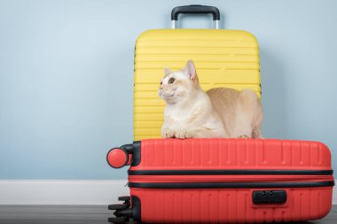 Birmanya kedisi minimalist bir iç mekanda bir seyahat çantasının üzerinde oturuyor. Evcil hayvan konseptiyle seyahat etmek.