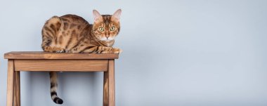 Bengal kedisi ahşap taburede mavi duvara karşı minimalist bir şekilde oturuyor. Boşluğu kopyala.