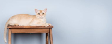 Birmanya kedisi ahşap taburede mavi duvara karşı minimalist bir şekilde oturuyor. Boşluğu kopyala.