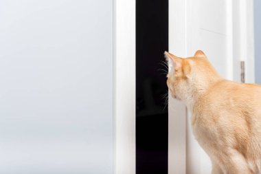 Meraklı bir Burmalı kedi koridorda yarı açık bir kapıdan bakıyor. Boşluğun bir kopyasıyla birlikte minimalist iç mekan.