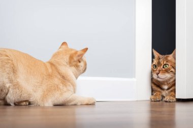 Bir Bengal kedisi kapının arkasından dikkatlice gözetlerken diğer kedi de onu izliyor. Minimalist bir iç mekanda sıcak ve komik bir sahne..