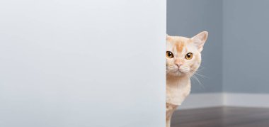 Oyuncu bir Birmanyalı kedi, minimalist bir iç mekanda mavi bir duvarın arkasından dışarı bakıyor. Gizemli ve sevimli bir an..