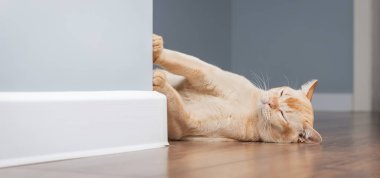 Şirin bir Birmanyalı kedi minimalist bir iç mekanda yerde uyuyor..