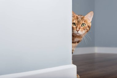 Oyuncu bir Bengal kedisi, minimalist bir iç mekanda mavi bir duvarın arkasından dikkatlice dışarı bakar. Gizemli ve sevimli bir an..