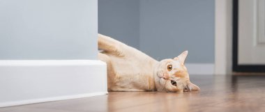 Oyuncu bir Birmanyalı kedi, minimalist bir iç mekanda mavi bir duvarın arkasından dışarı bakıyor. Gizemli ve sevimli bir an..