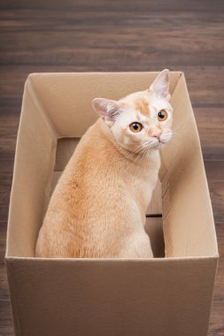 Oyuncu bir Birmanyalı kedi, minimalist bir iç mekandaki karton kutudan dışarı bakar..