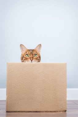 Oyuncu bir Bengal kedisi, minimalist bir iç mekandaki karton kutudan dışarı bakar..