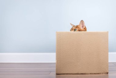 Oyuncu bir Bengal kedisi, minimalist bir iç mekandaki karton kutudan dışarı bakar..