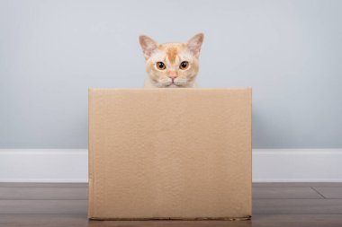 Oyuncu bir Birmanyalı kedi, minimalist bir iç mekandaki karton kutudan dışarı bakar..