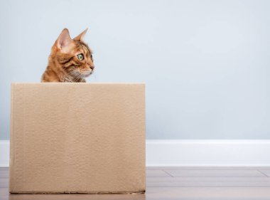 Oyuncu bir Bengal kedisi, minimalist bir iç mekandaki karton kutudan dışarı bakar..