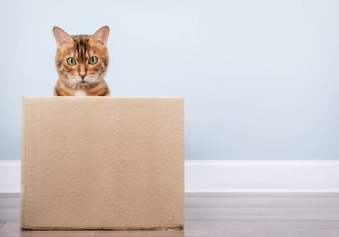 Oyuncu bir Bengal kedisi, minimalist bir iç mekandaki karton kutudan dışarı bakar..