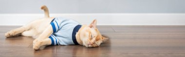 Mavi tişörtlü Birman kedisi minimalist iç mekanda yerde uyur. Boşluğu kopyala.