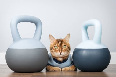 Minimalist bir odanın içinde iki yumuşak ağırlık arasında Bengal kedisi. Fitness ve evcil hayvan yaşam tarzı kavramları için ideal.