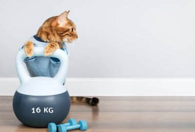 Atletik bir Bengal kedisi minimalist bir odanın içinde yumuşak bir kettlebell tutar. Zindelik ve hayvan yaşam tarzı kavramları için mükemmel..