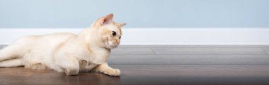 Minimalist bir iç mekanda Birmanya kedisi yerde yatıyor. Boşluğu kopyala.