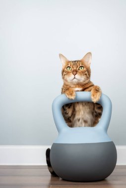 Atletik bir Bengal kedisi minimalist bir odanın içinde yumuşak bir kettlebell tutar. Zindelik ve hayvan yaşam tarzı kavramları için mükemmel..