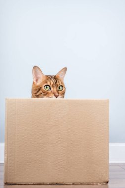 Oyuncu bir Bengal kedisi, minimalist bir iç mekandaki karton kutudan dışarı bakar..