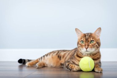 Minimalist bir iç mekanda tenis topu taşıyan oyuncu Bengal kedisi. Boşluğu kopyala.