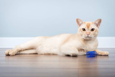 Birmanya kedisi, minimalist iç mekanlarda mavi bahar oyuncağıyla oynar. Boşluğu kopyala.