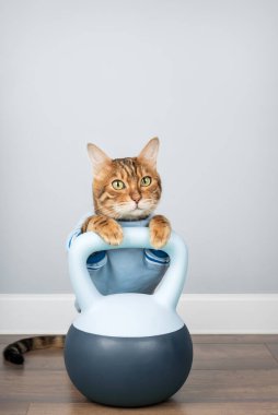 Atletik bir Bengal kedisi minimalist bir odanın içinde yumuşak bir kettlebell tutar. Zindelik ve hayvan yaşam tarzı kavramları için mükemmel..