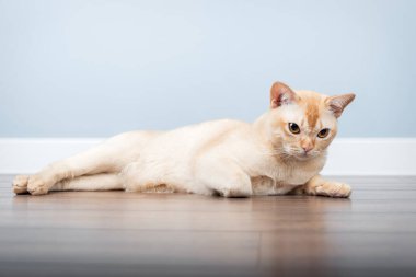 Minimalist bir iç mekanda Birmanya kedisi yerde yatıyor. Boşluğu kopyala.