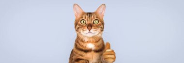 Bir Bengal kedisinin portresi. Minimalist bir arka planda, sınıf jestinde parmağını kaldırmış. Reklamcılık, mim, mizahi ve yaratıcı projeler için ideal. Boşluğu kopyala