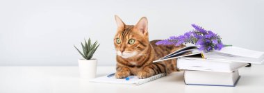Bir Bengal kedisi bir masanın üzerinde kitaplar, bir defter ve bir kalemin yanında yatıyor. Arka plan açık renkli bir duvar ve dekoratif bitkiler. Kavramsal olarak, çalışmayı, çalışmayı ve evdeki sevimli bir hayvanı tasvir ediyor..