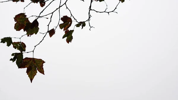 白背景色下树枝的轮廓 — 图库照片
