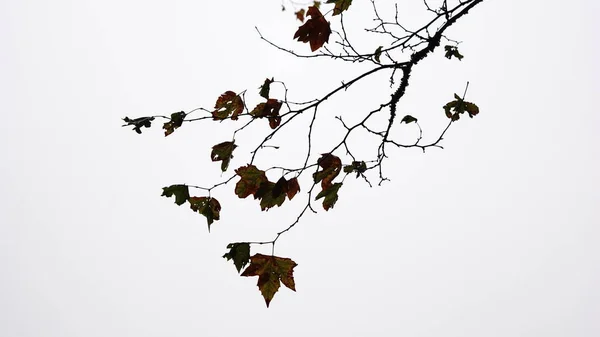 Silhouette Branches Arbres Sur Fond Blanc — Photo