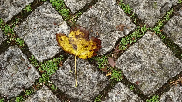 石畳の床の上の黄色の葉 — ストック写真